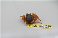 藏品(短指和尚蟹)的圖片